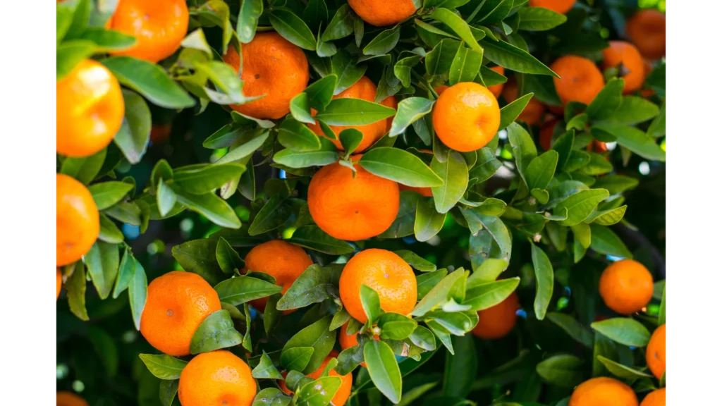 Fruits